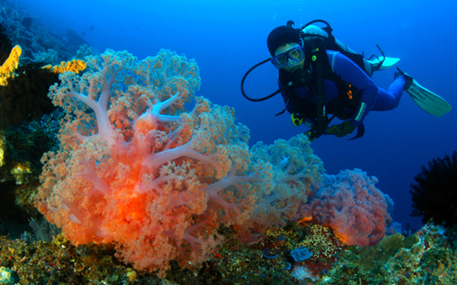 Дайвинг на бали, Погружение с аквалангом на бали, Diving Bali